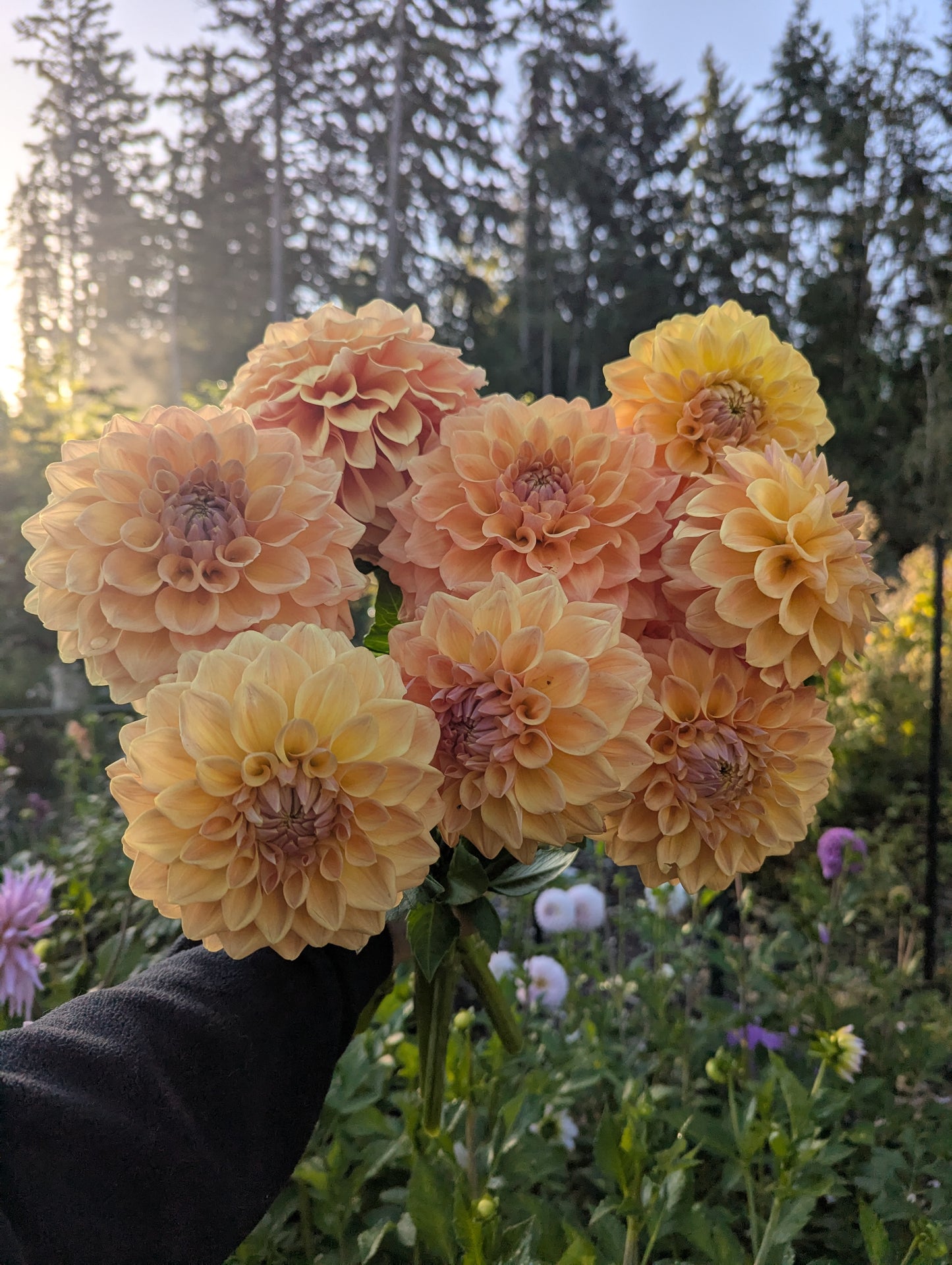 Hapet Cupido Mini Clump