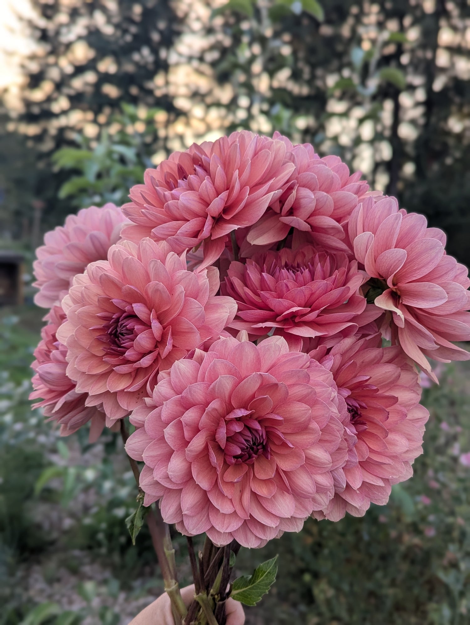 Dahlia Tubers Spring Shipped