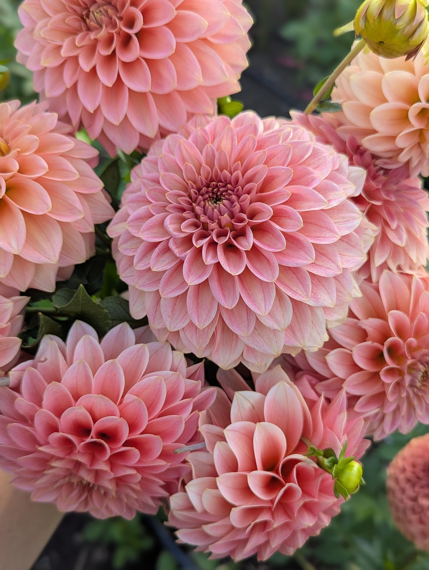 Rooted Dahlia Cuttings Spring RTS