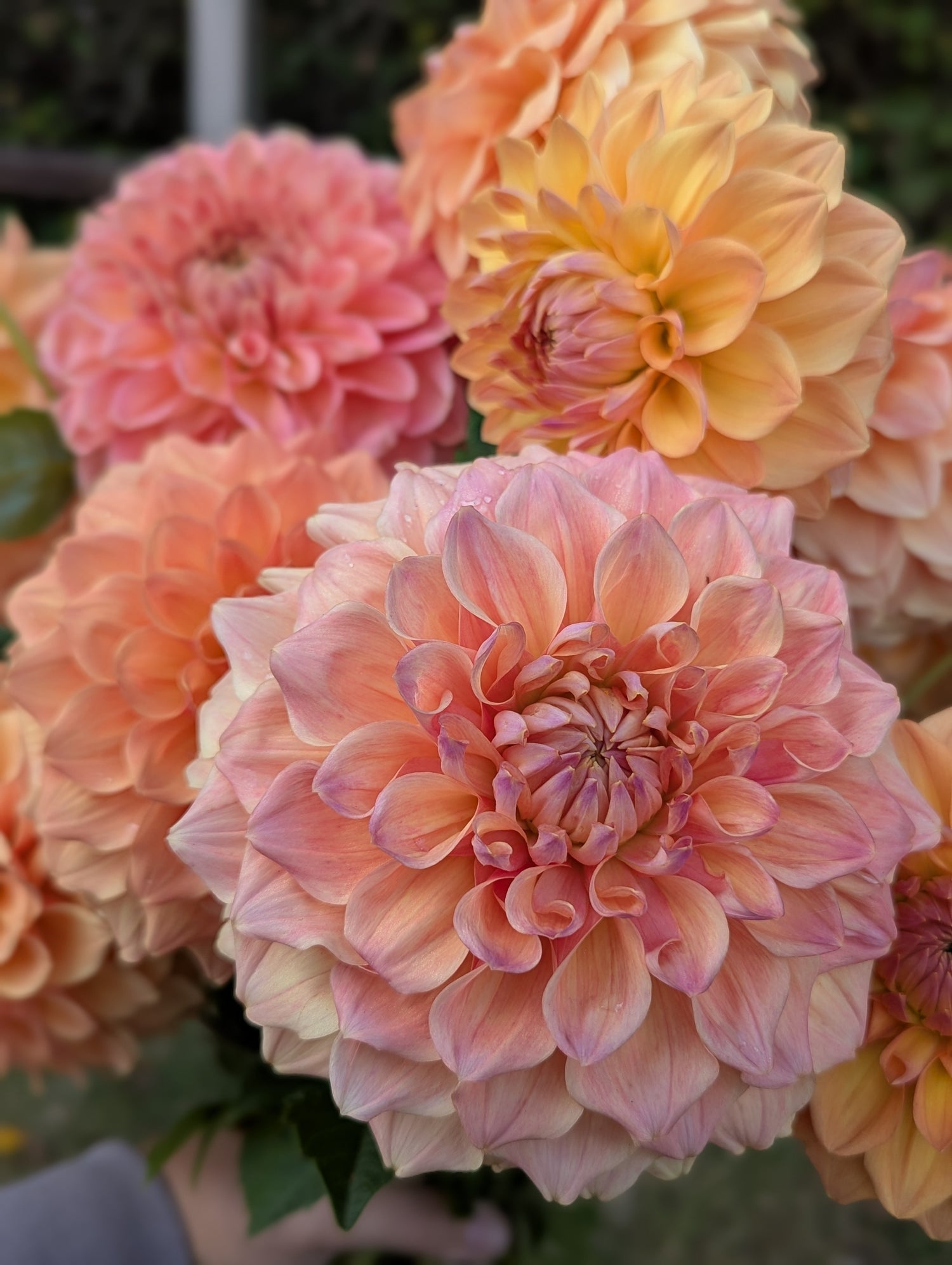 Dahlia Tuber Mini Clumps