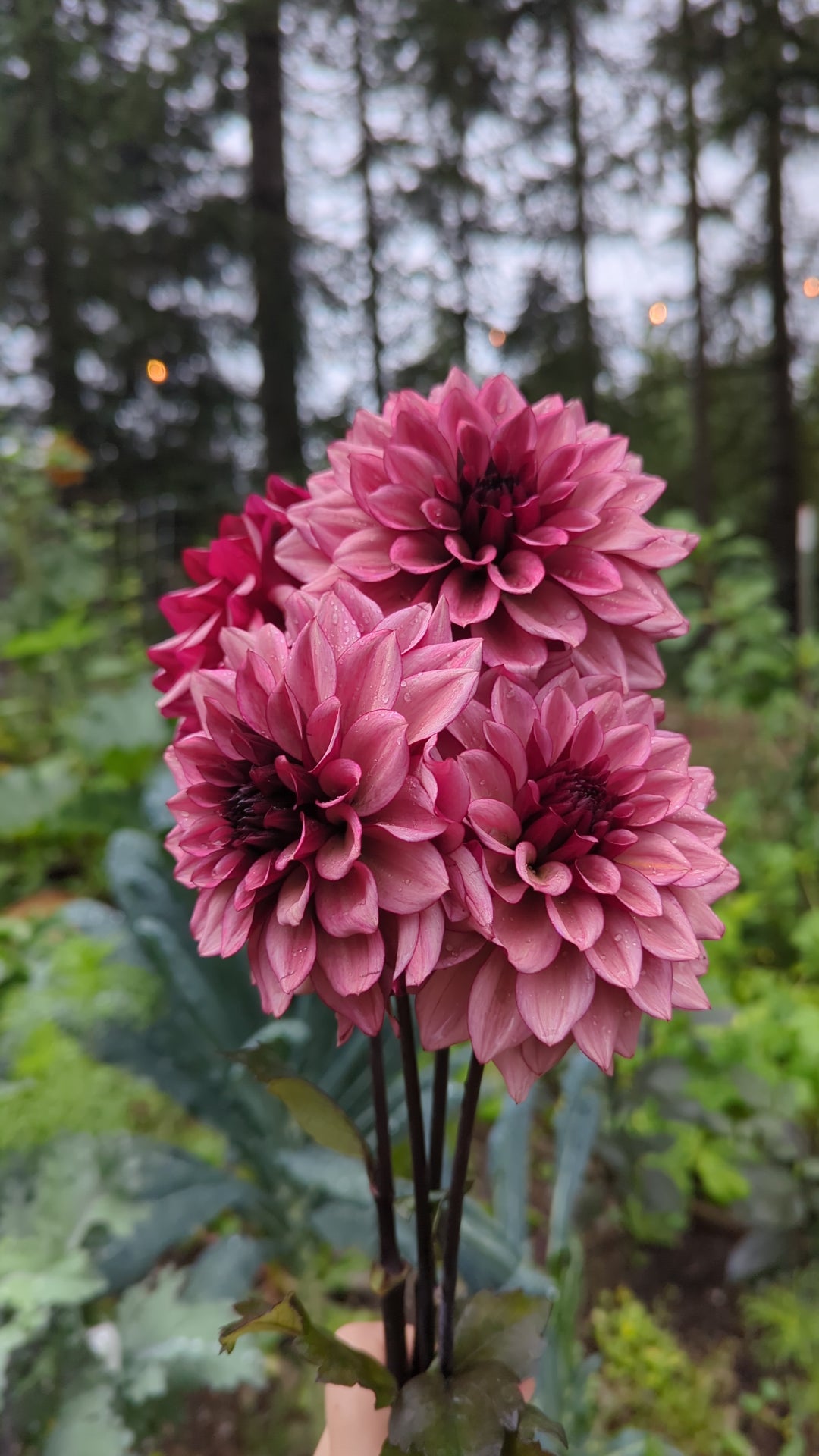 Dahlia Tubers