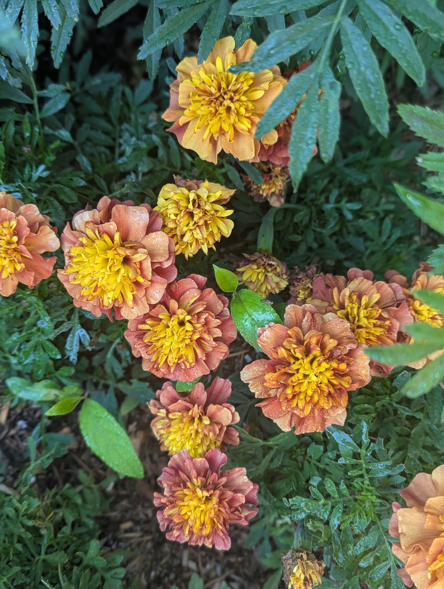 Open Pollinated Seeds