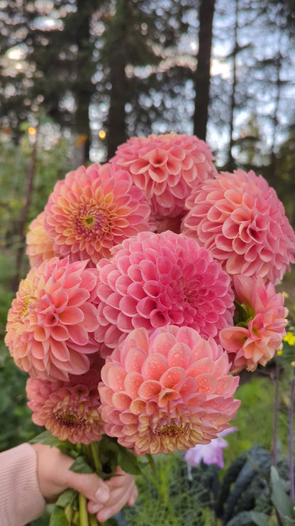 Snoho Doris