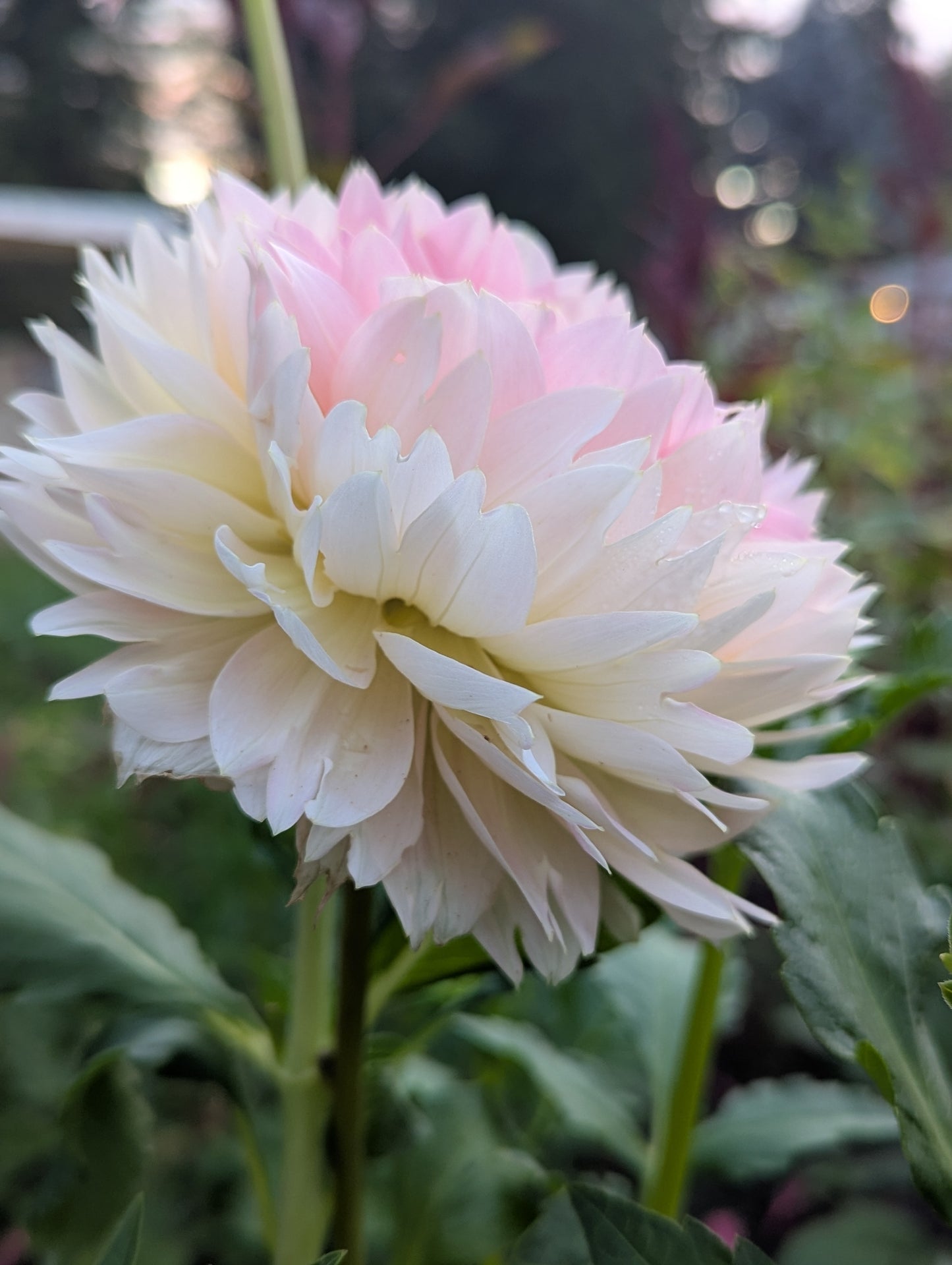 Waterlily Collection