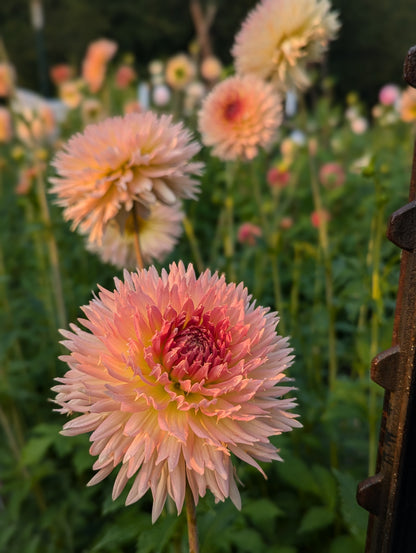 Lakeview Peach Fuzz