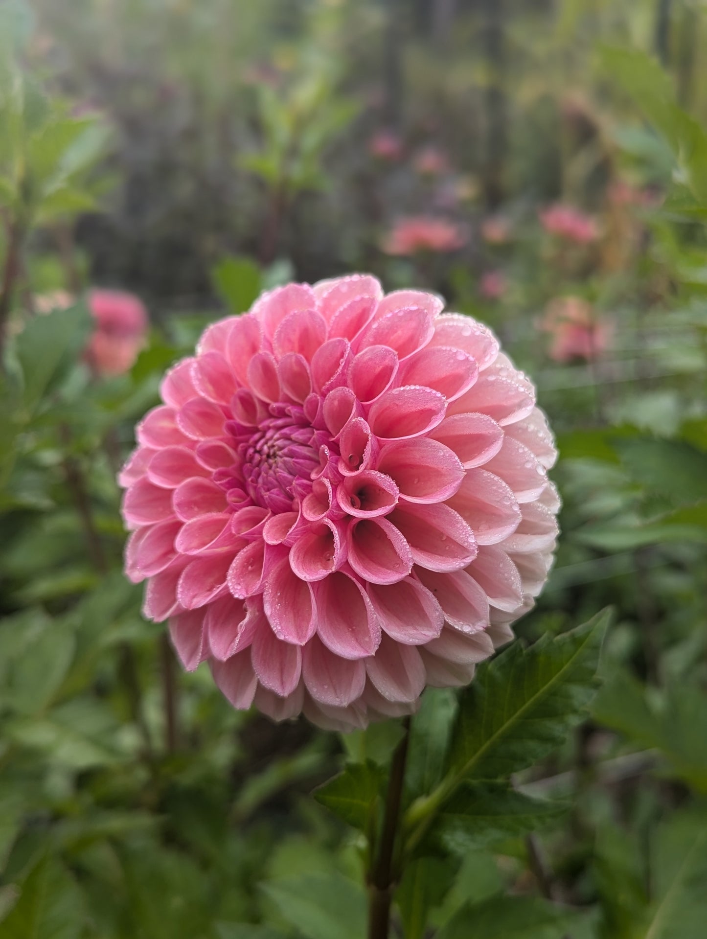Bracken Rose (US)