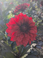 Dark Foliage/Stem Collection
