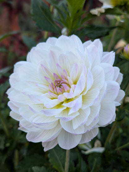 Hollyhill Lilibet B Grade Tuber