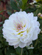 Hollyhill Lilibet B Grade Tuber