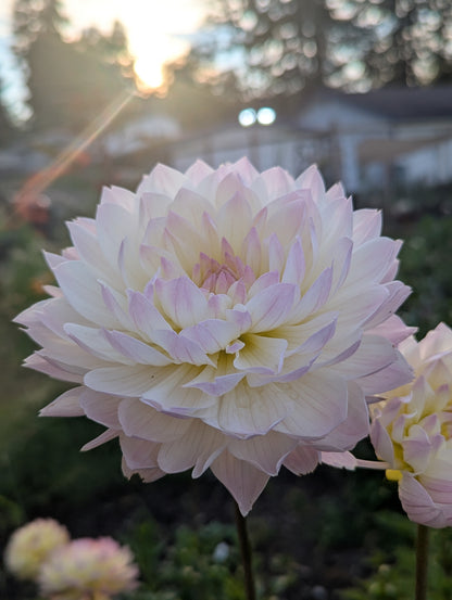 Waterlily Collection