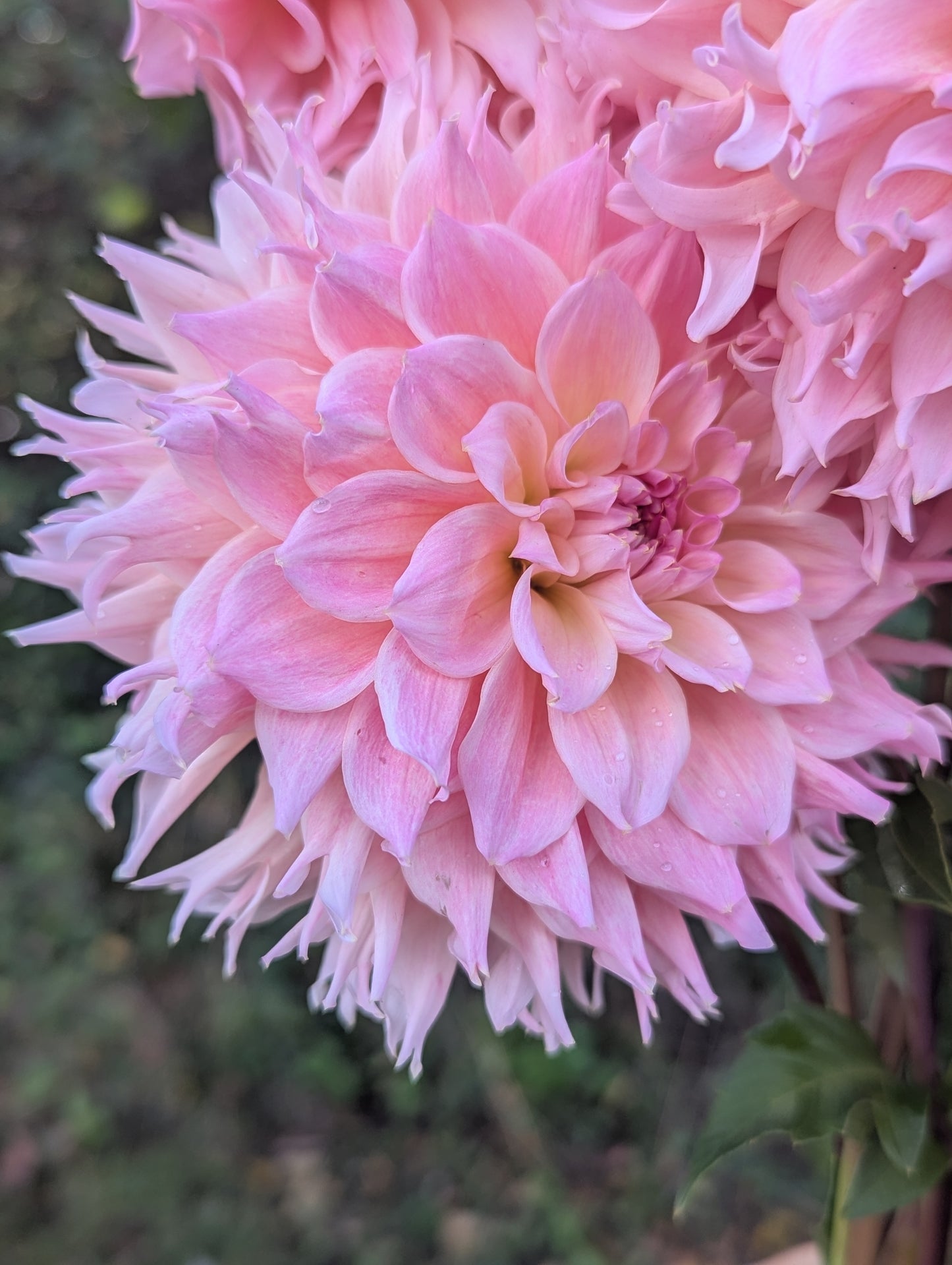 Lee's Pink Grapefruit