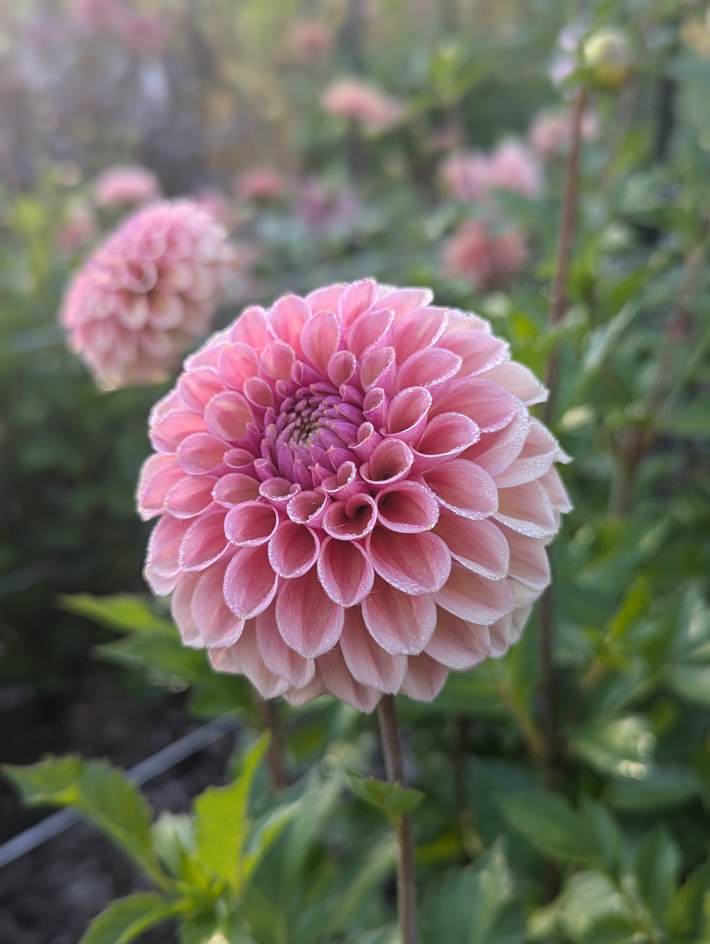 Bracken Rose (US)