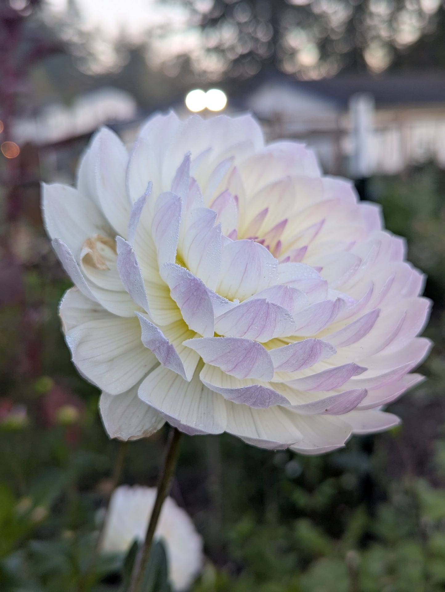 Hollyhill Lilibet B Grade Tuber