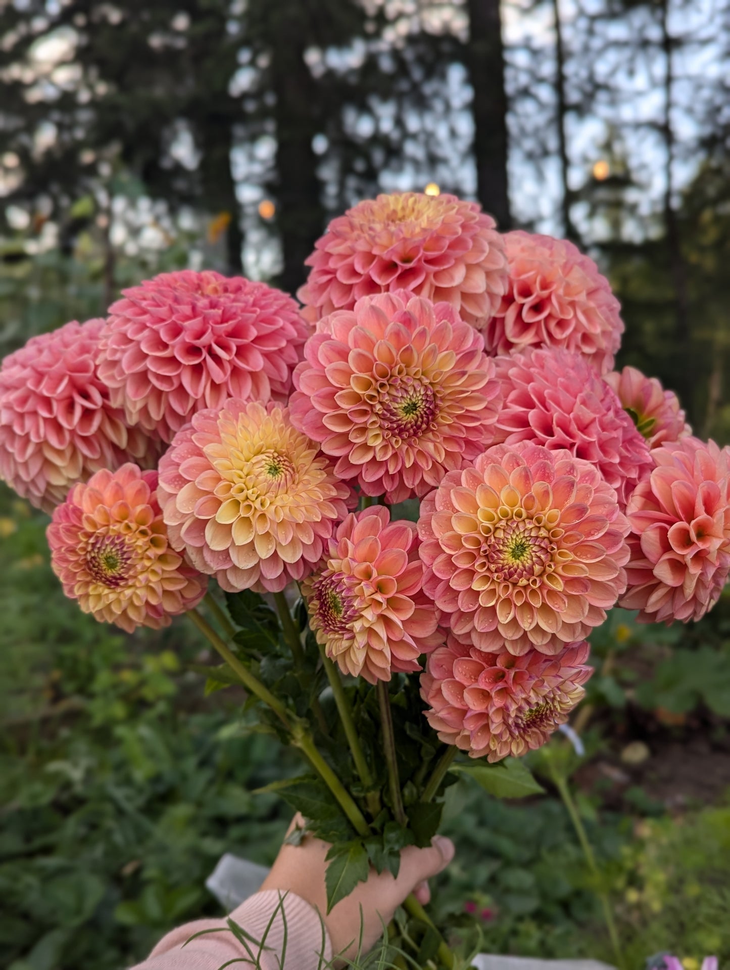 Snoho Doris