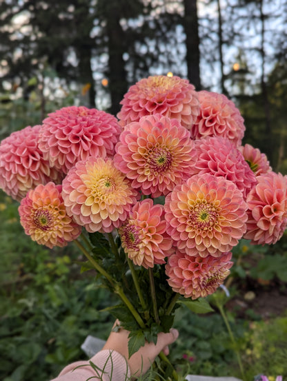 Snoho Doris