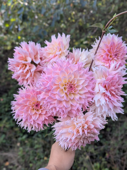 Lee's Pink Grapefruit