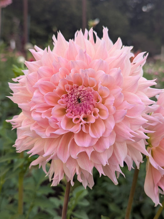 Lee's Pink Grapefruit