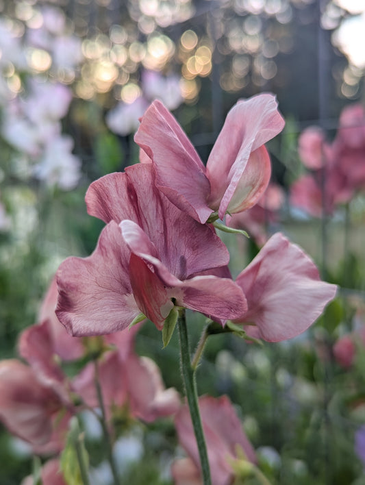 Sweet Pea King's Ransom