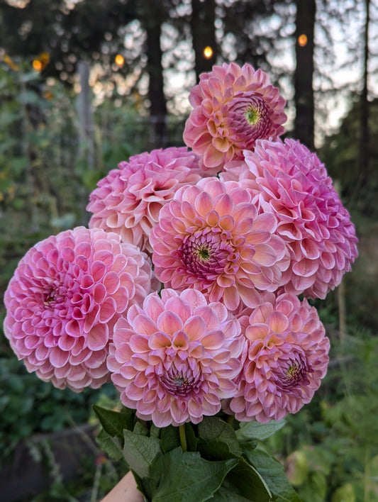 Clearview Peachy