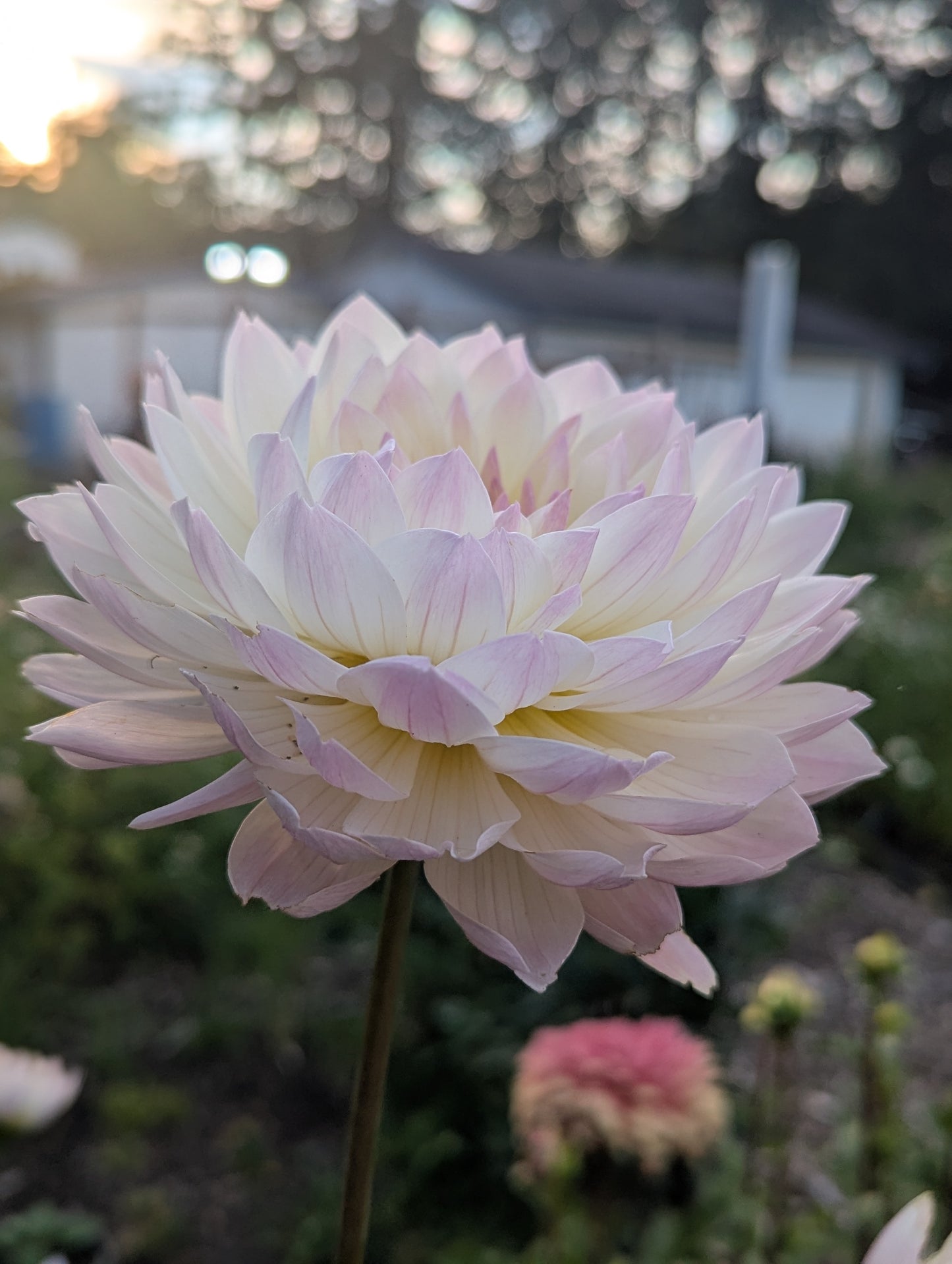 Hollyhill Lilibet B Grade Tuber