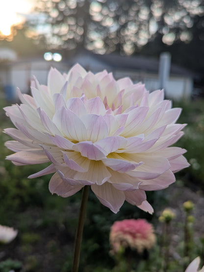 Hollyhill Lilibet B Grade Tuber