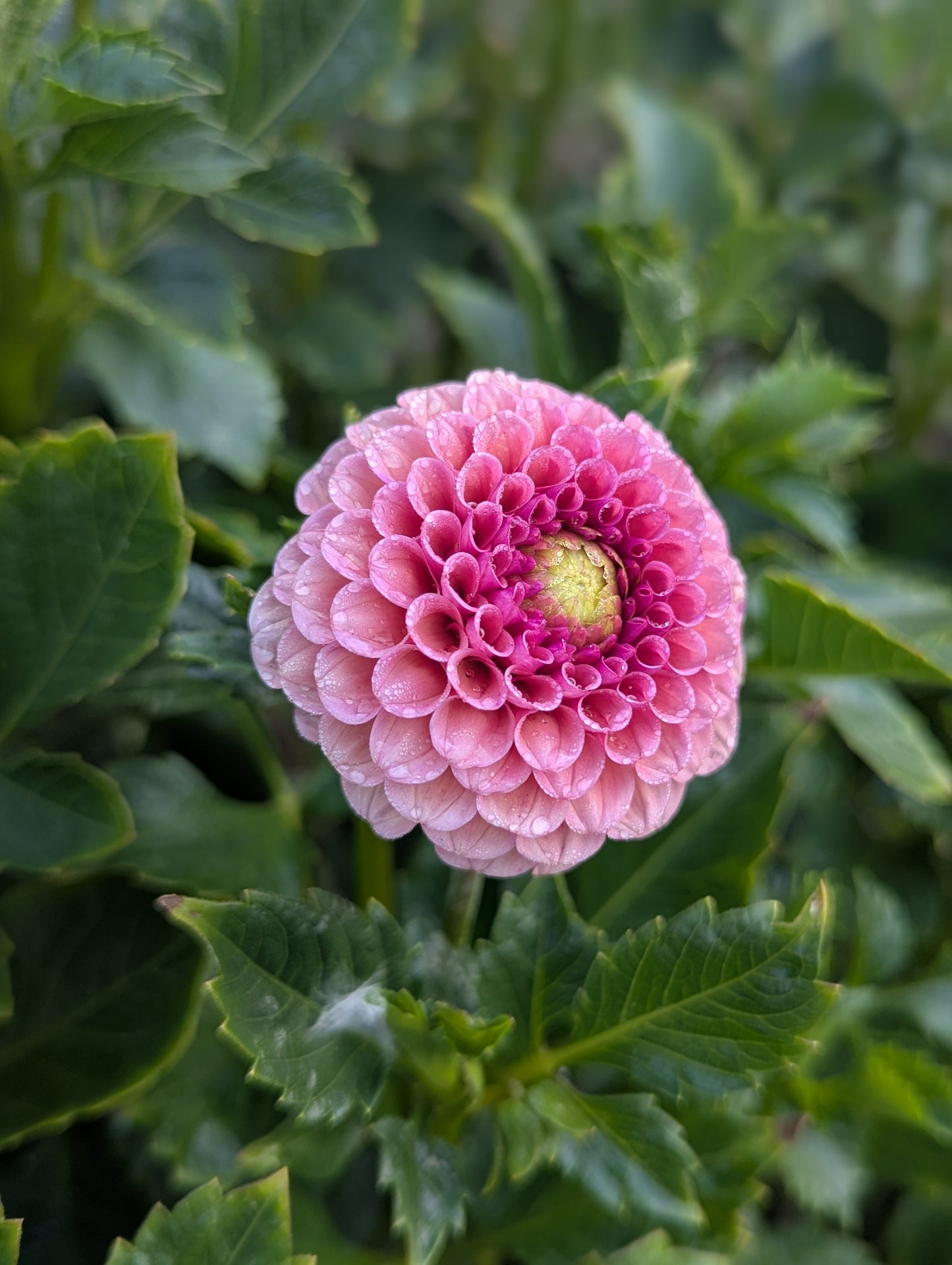 Koko Puff