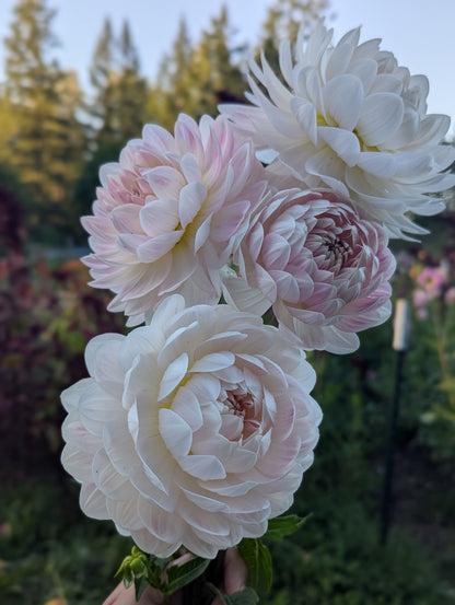 Waterlily Collection
