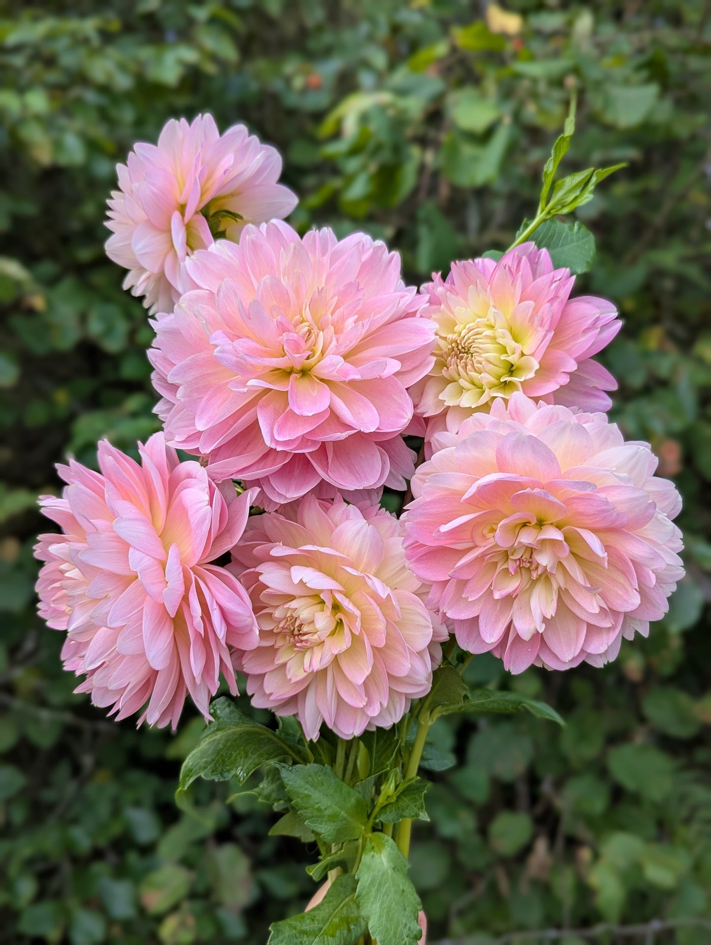 Rosemary Webb