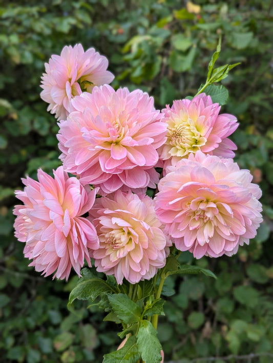 Rosemary Webb B Grade Tuber