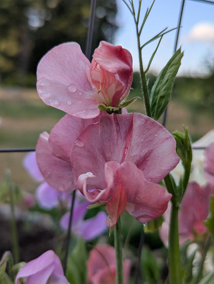 Sweet Pea King's Ransom
