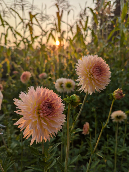 Lakeview Peach Fuzz