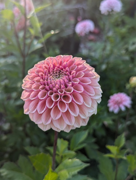 Bracken Rose (US)