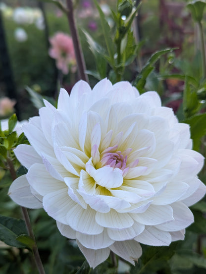 Hollyhill Lilibet B Grade Tuber