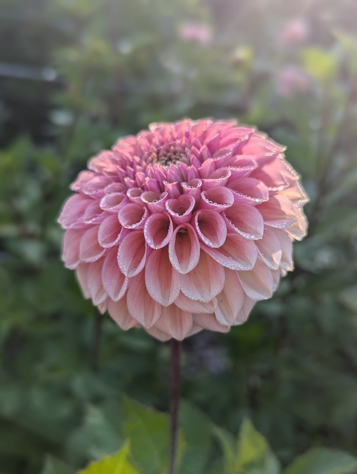 Bracken Rose (US)