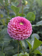 Koko Puff