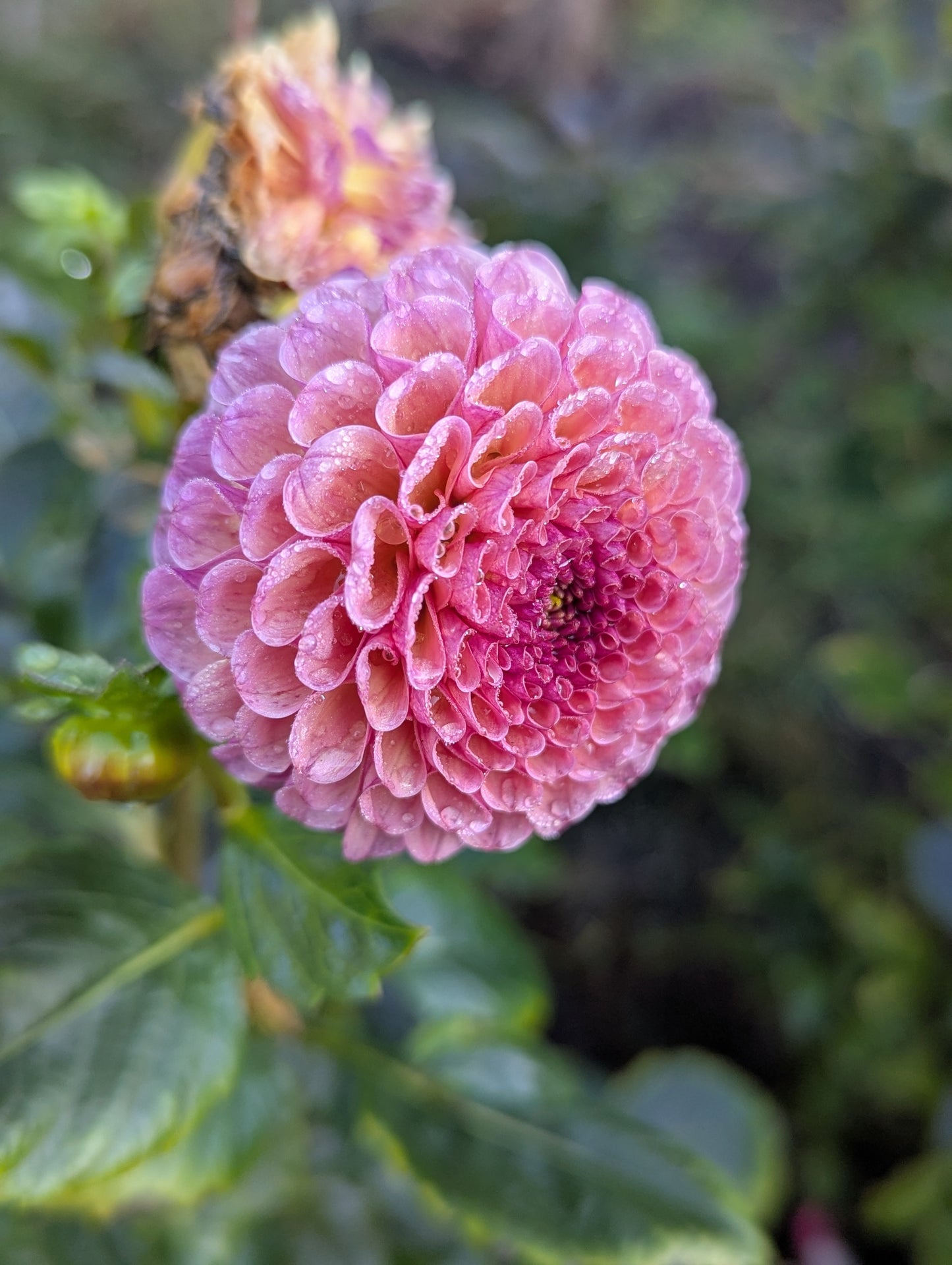 Koko Puff