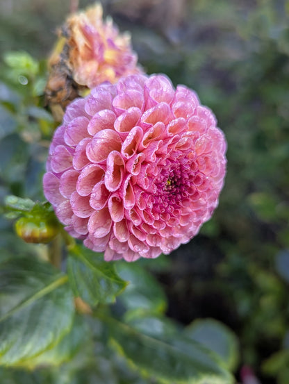 Koko Puff