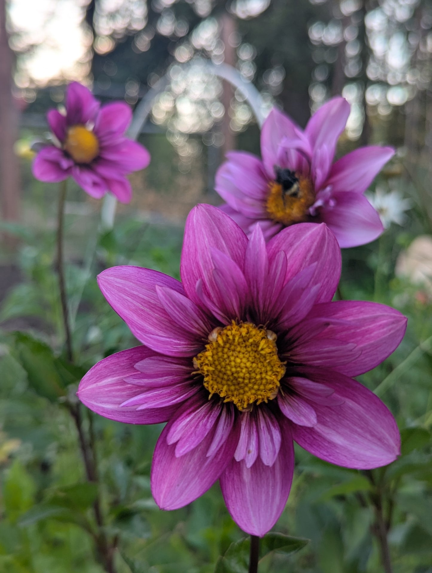 Anemone/Collarette Collection