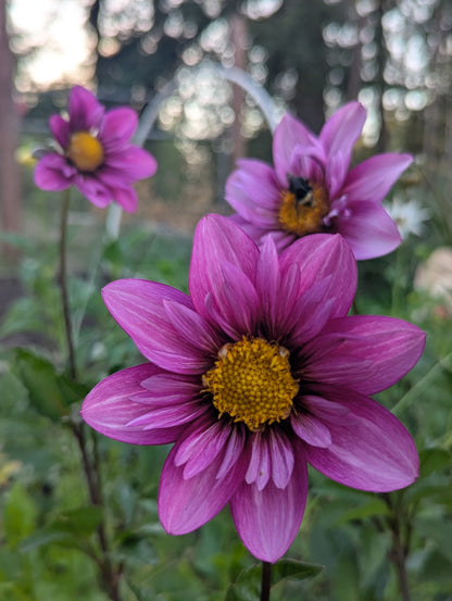 Anemone/Collarette Collection