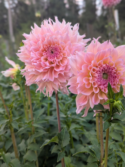 Lee's Pink Grapefruit