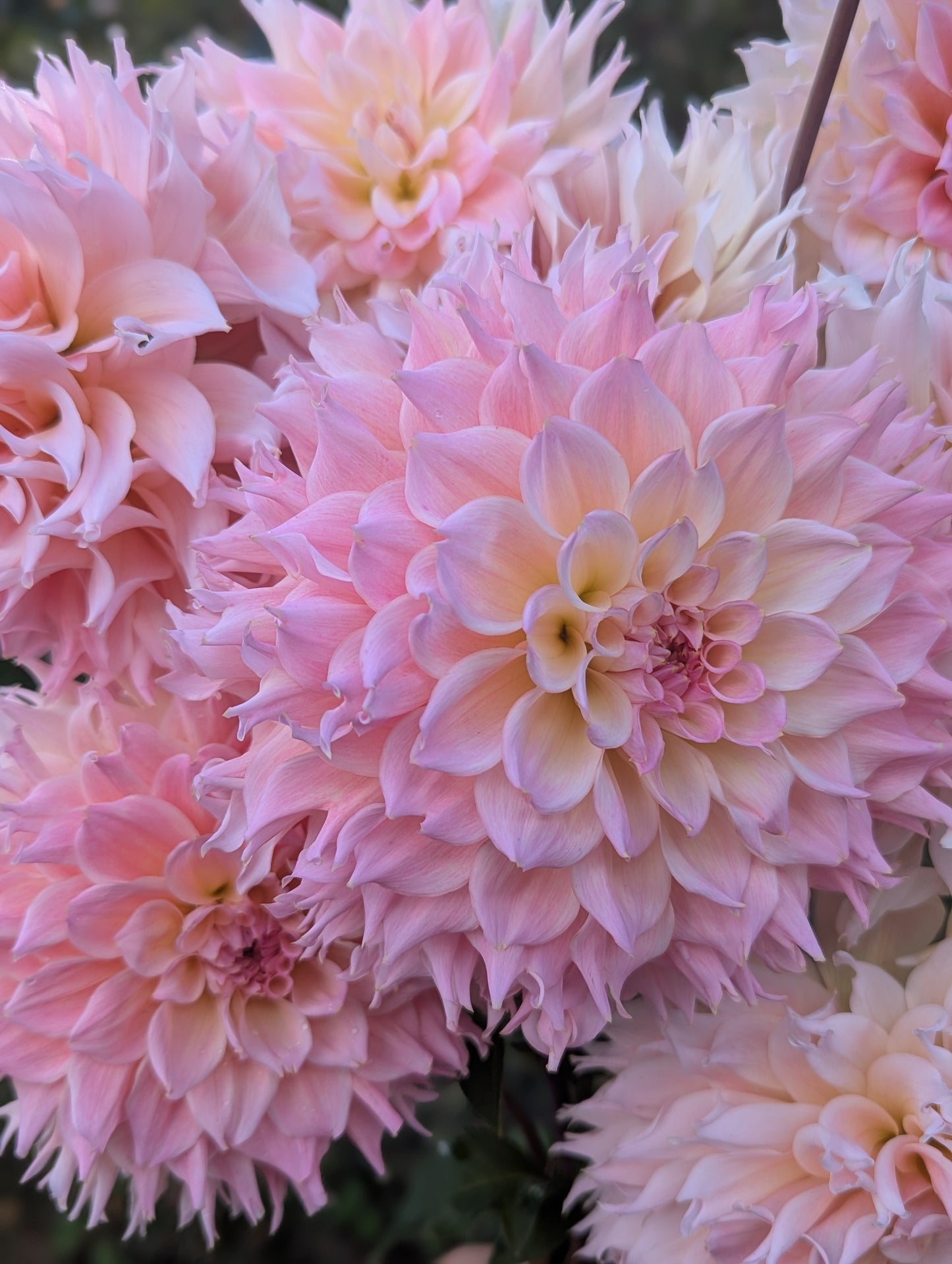 Lee's Pink Grapefruit