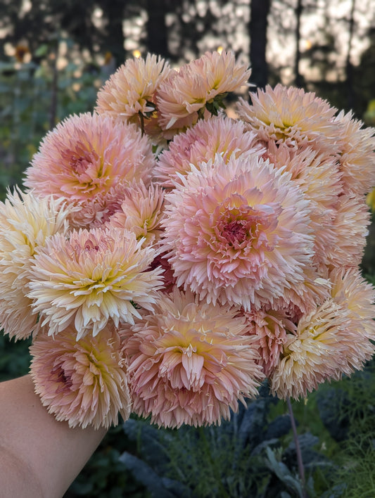 Lakeview Peach Fuzz