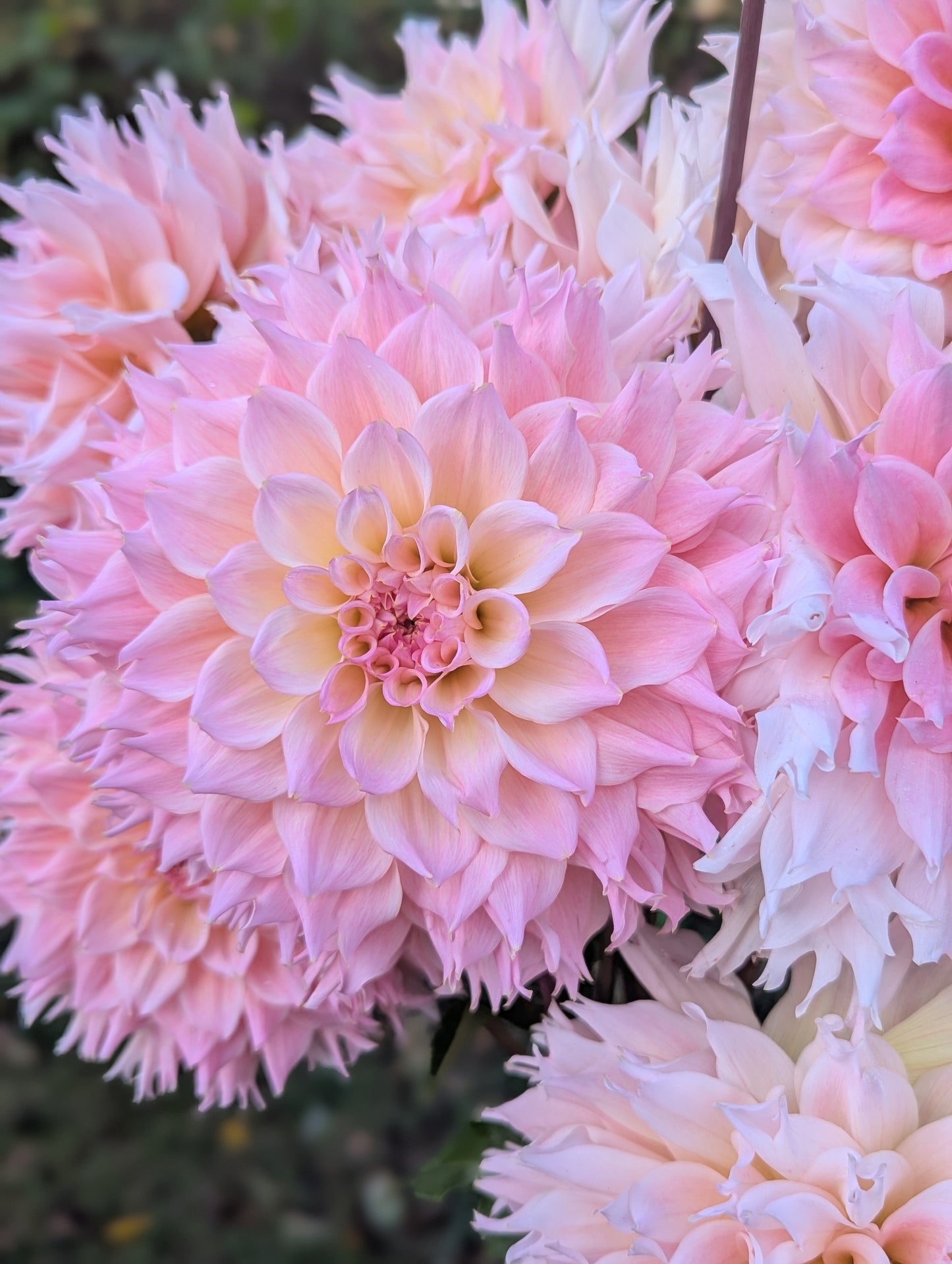 Lee's Pink Grapefruit