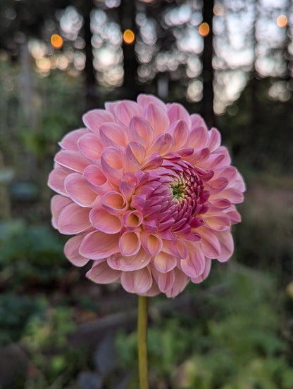Clearview Peachy