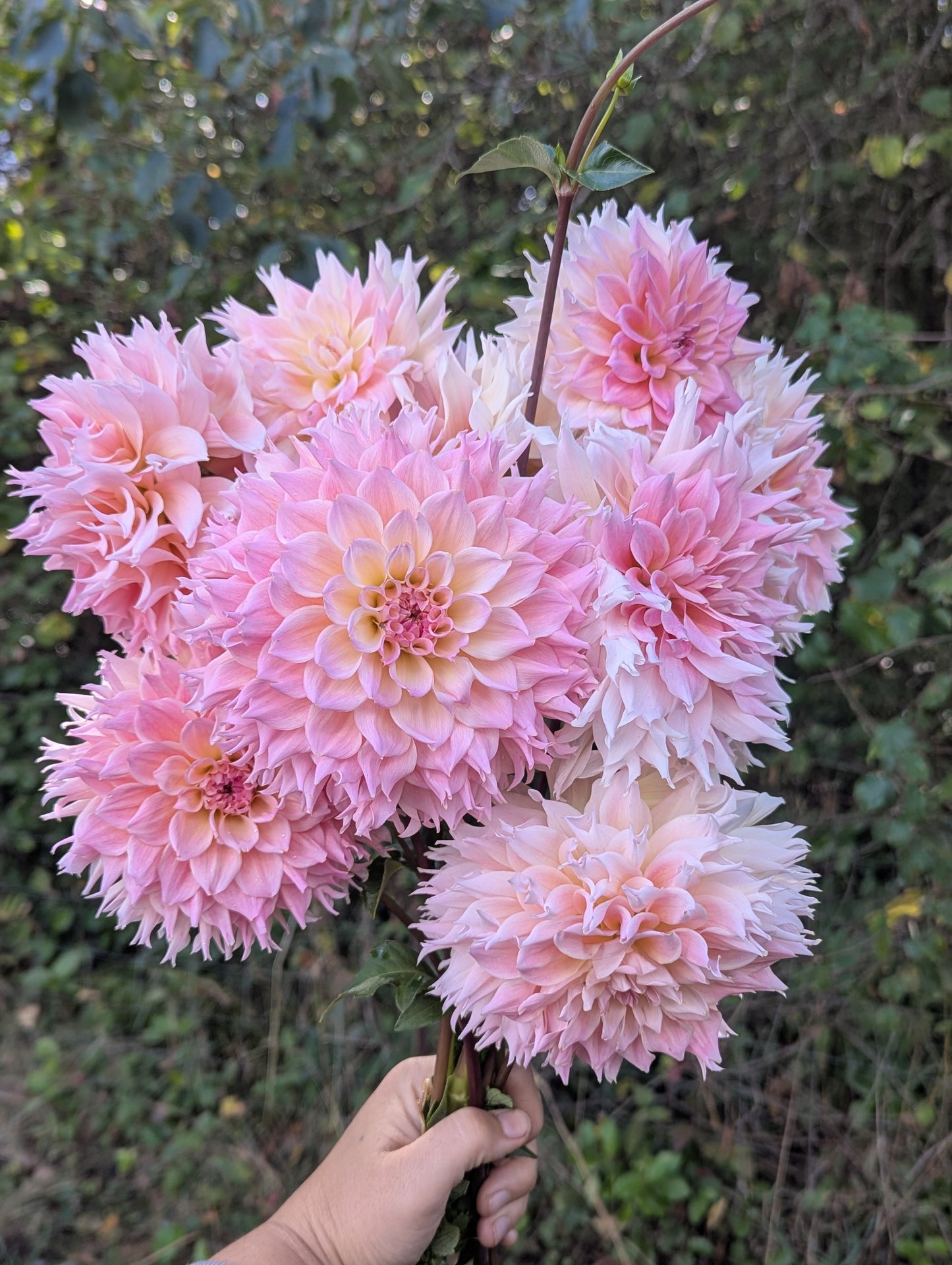 Lee's Pink Grapefruit