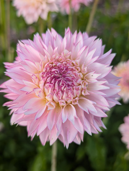 Hollyhill Pinkie