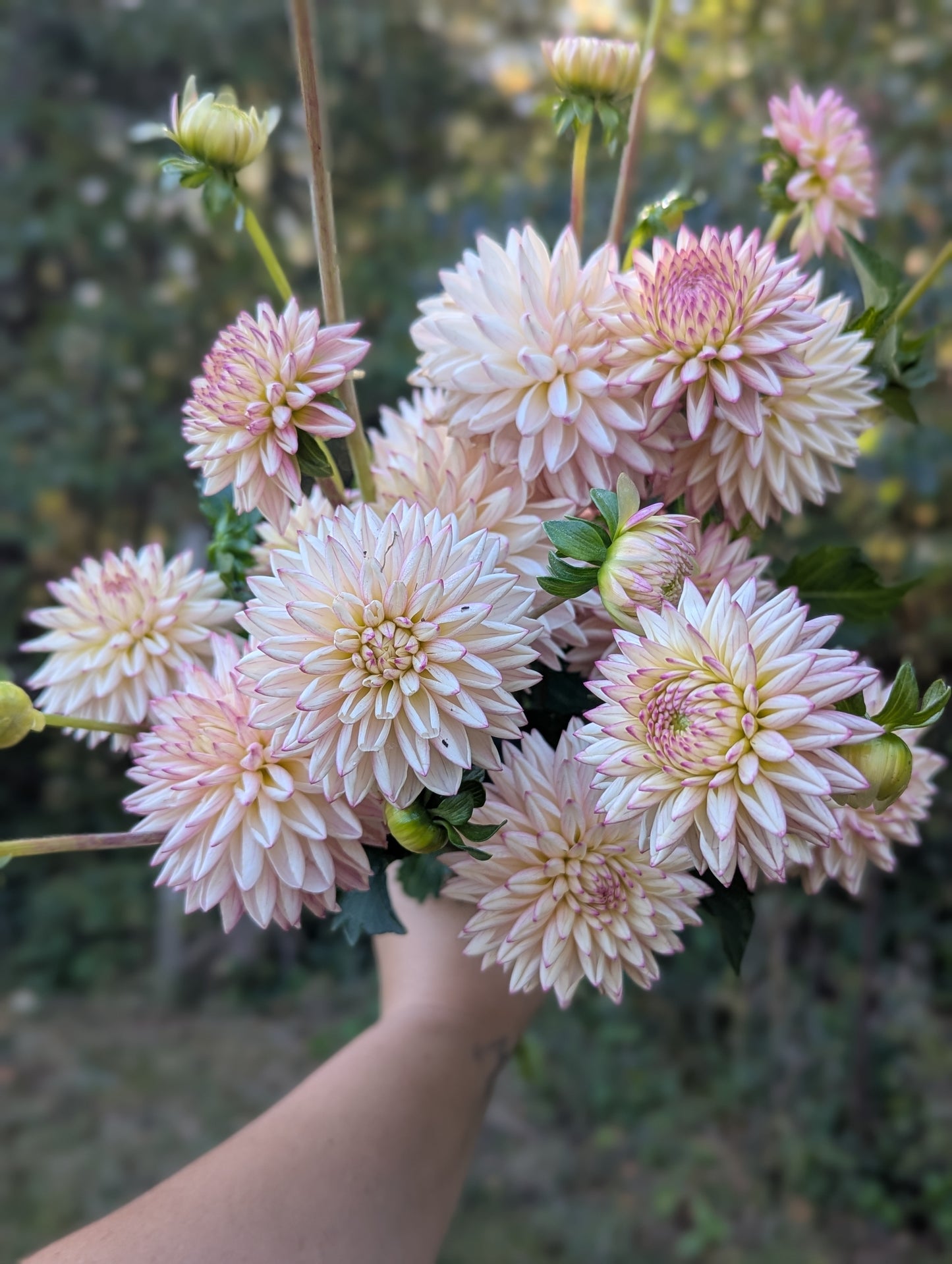 Valley Porcupine