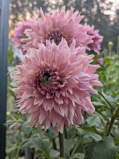 La Belle Epoque