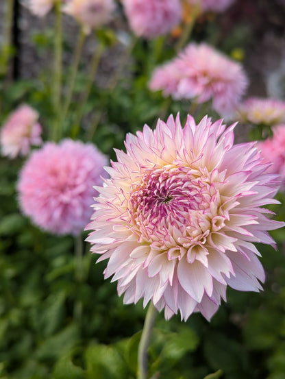 Hollyhill Pinkie